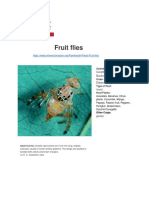 Fruit Flies by Infonet Biovision