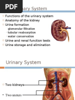 Functions of The Urinary System Anatomy of The Kidney Urine Formation