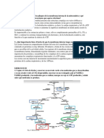 Ejercicios de Mitocondria y Respiración Celular.