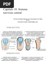 Capítulo 18 Sistema Nervioso Central