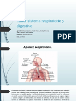 Sistema Respiratorio