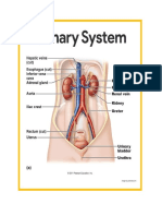 Urinary System Anatomy and Physiology