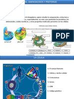 Aminocacidos Proteinas AFM