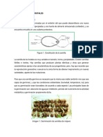 4 Propagación de Frutales