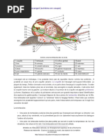 Anatomie D'un Escargot (Schéma en Coupe) : Schéma Extrait de Wikipedia (Libre de Droit)