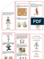 El Sistema Óseo
