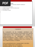 Proceso de Camaron