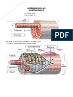 Generalidades Del Sistema Muscular