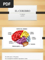 El Cerebro