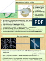 Cromosomas, Adn, Arn, Sintesis de Proteinas, Genes