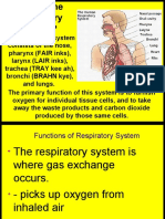 Respiratory System