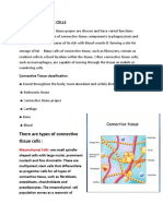 Connective Tissue Cells