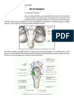 Notas Clase 11 (Nervio Hipogloso) Anatomía de Cabeza y Cuello