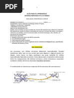 Guia Nº3 Biologia 2ºmedio Sistema Nervioso