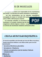 Musculos Importantes