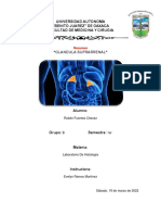 Resumen de Glandula Suprarrenal