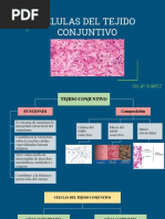 Tejido Conectivo