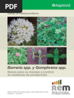 Borreira y Gomphrena