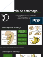 Anatomía de Estómago