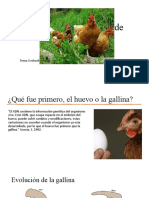 Gallina Domestica