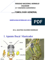 Anatomia Entomologia