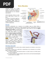 Uretra, Próstata y Glándulas Bulbouretrales