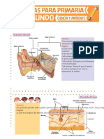 El Oído El Tacto y El Gusto para Segundo de Primaria