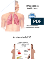 Organización Endocrina