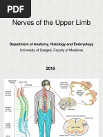 05 Nerves of Upper Limb