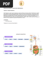 Aparato Digestivo