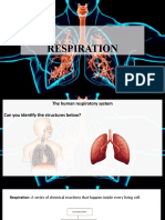 Respiration