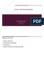 Dentinogenesis Recursantes