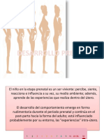 Desarrollo Prenatal