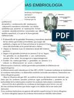 Gonadas Embriologia