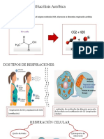 Glucólisis Aeróbica