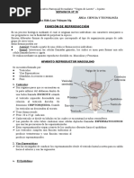 Separata Aparato Reproductor Masculino y Femenino