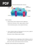 Tarea Niveles de Organizaciã N y Cã©lula