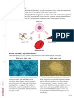 Stem Cells Reading Comprehension