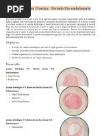 Laboratorio Embriologia #4