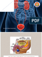 Aparato Masculino
