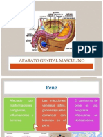 Aparato Masculino y Prostata