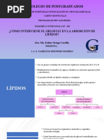 Yjr Cómo Interviene El Orlistat en La Absorción de Lípidos