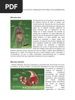 Sistema Muscular