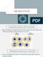 The Cell Cycle