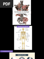 Albúm de Dibujos - Tema 2 La Osteología