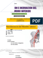 Irrigacion e Inervacion Miembro Inferior