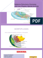 6.1. Teoria 7 - Morfoplasma