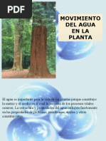 El Agua en Las Plantas