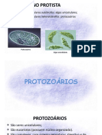 8 Aula - Protozoários e Algas - Cópia