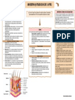 Anatomia Piel-Cuadro